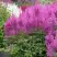 Астильба АМЕТИСТ Арендса в Дзержинске