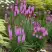 Лиатрис РОЗЕА колосковая в Дзержинске