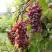 Виноград КИШМИШ ЗАПОРОЖСКИЙ в Дзержинске