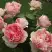 Роза ФИЛИНГ чайно-гибридная в Дзержинске