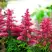 Астильба ЮНИК КАРМИН гибридная в Дзержинске