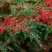Кизильник горизонтальный в Дзержинске