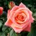 Роза ВАУ чайно-гибридная в Дзержинске