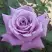 Роза МАЙЗЕР чайно-гибридная в Дзержинске