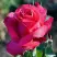 Роза ВИЕН РОУЗ чайно-гибридная в Дзержинске