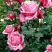 Роза ЭЙФЕЛЕВА БАШНЯ чайно-гибридная в Дзержинске