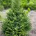 Ель КОМПАКТА обыкновенная в Дзержинске