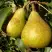 Груша ГЕНЕРАЛ ЛЕКЛЕРК в Дзержинске