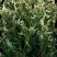 Туя ГОЛД ПЕРЛ западная в Дзержинске