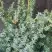 Можжевельник БЛЮ АЛЬПС китайский  в Дзержинске