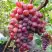Виноград КРАСОТКА в Дзержинске