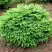 Ель НИДИФОРМИС обыкновенная в Дзержинске
