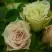 Роза ГРИН ДАЙМОНД миниатюрная в Дзержинске