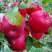 Яблоня АЙДАРЕД в Дзержинске