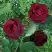 Роза ПАПА МЕЙЯН чайно-гибридная в Дзержинске