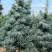 Пихта КОНКОЛОР в Дзержинске