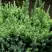 Можжевельник ХОЛГЕР чешуйчатый в Дзержинске