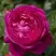 Роза АНУШКА чайно-гибридная в Дзержинске