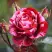 Роза ДИП ИМПРЕШН флорибунда в Дзержинске