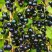 Смородина чёрная ИЗЮМНАЯ в Дзержинске