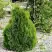 Туя МИКИ западная в Дзержинске