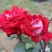 Роза АЛЬЯНС чайно-гибридная в Дзержинске