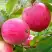 Яблоня РОЗОВЫЙ НАЛИВ в Дзержинске
