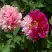 Пион ДВЕ СЕСТРЫ древовидный в Дзержинске