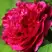 Пион НОЧНЫЕ ГРЕЗЫ древовидный в Дзержинске