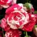 Роза ФАЙЕР ВОРКС миниатюрная в Дзержинске