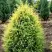 Можжевельник ГОЛД КОН обыкновенный в Дзержинске
