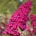 Буддлея давида РОЯЛ РЕД в Дзержинске
