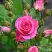 Роза ЛАВЛИ ЛИДИЯ спрей в Дзержинске
