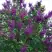 Сирень СУМЕРКИ в Дзержинске