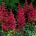 Астильба БУРГУНДИ РЕД Арендса в Дзержинске