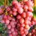 Виноград КИШМИШ КРАСНЫЙ в Дзержинске