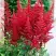 Астильба БУРГУНДИ РЕД Арендса в Дзержинске