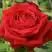 Роза СОФИ ЛОРЕН чайно-гибридная в Дзержинске