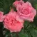 Роза ПЬЕР КАРДЕН чайно-гибридная в Дзержинске