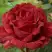 Роза РЕД ИНТУИШН чайно-гибридная в Дзержинске