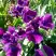 Ирис БАНДЛ ОВ ДЖОЙ сибирский в Дзержинске