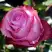 Роза ДИП ВОТЕР чайно-гибридная в Дзержинске