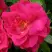 Роза ДЖОРДЖ ВАНКУВЕР флорибунда в Дзержинске
