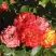 Роза ТАЙФУН спрей в Дзержинске