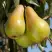 Груша КОНКОРД в Дзержинске