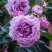 Роза СИЛЬВЕР КВИК плетистая в Дзержинске