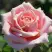 Роза ФРЕДЕРИК МИСТРАЛЬ чайно-гибридная в Дзержинске