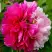 Пион ДВЕ СЕСТРЫ древовидный в Дзержинске