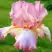 Ирис БЛАШИНГ ПИНК бородатый в Дзержинске