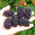 Ежевика ОУАЧИТА бесшипная  в Дзержинске